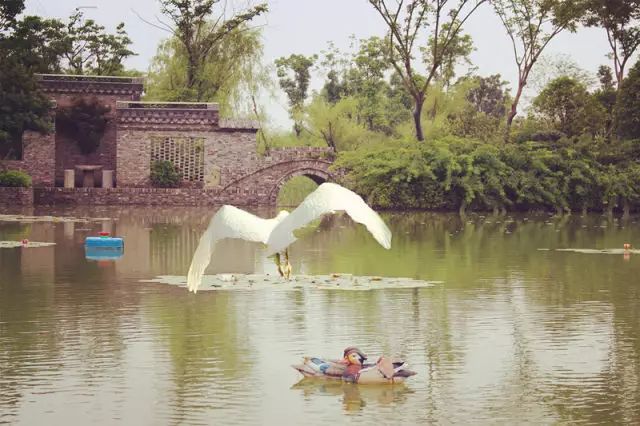 鳥(niǎo)類(lèi)的天堂——嬉樂(lè)灣生態(tài)農(nóng)業(yè)示范園