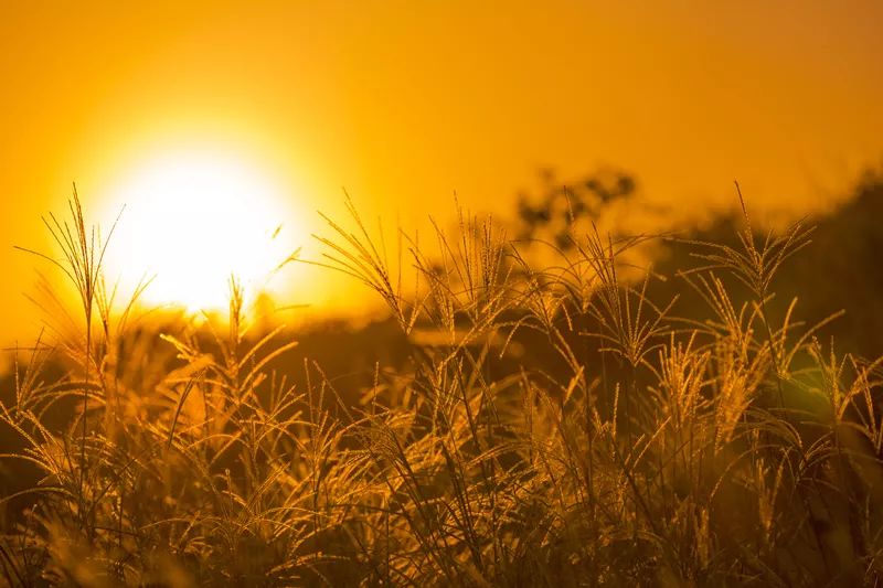 夕陽薰細(xì)草，江色映疏簾。——嬉樂灣生態(tài)農(nóng)業(yè)示范園
