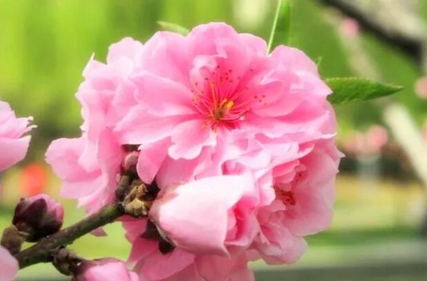 櫻花等風(fēng)，我等你——嬉樂灣生態(tài)農(nóng)業(yè)示范園