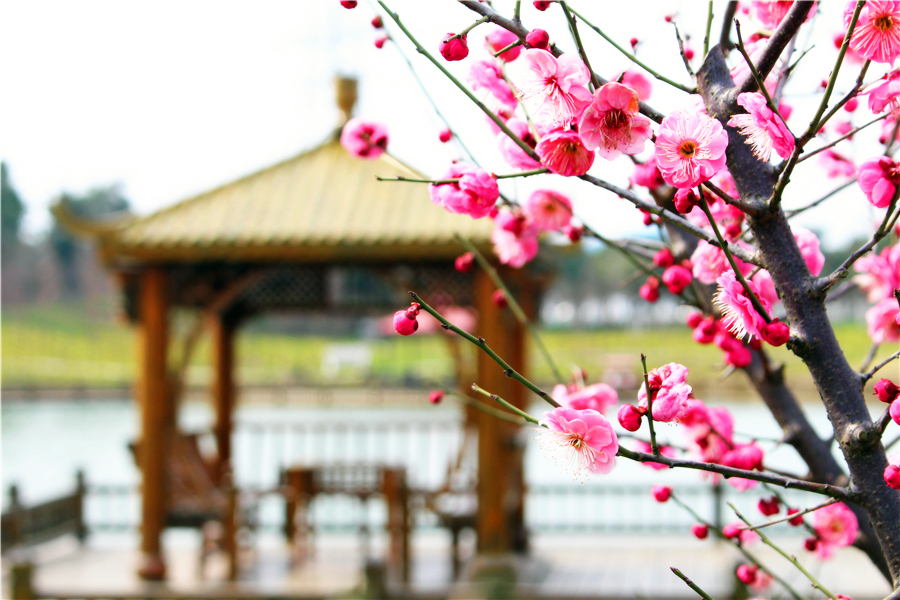 紅梅迎春，我們迎你—嬉樂灣生態(tài)農(nóng)業(yè)示范園