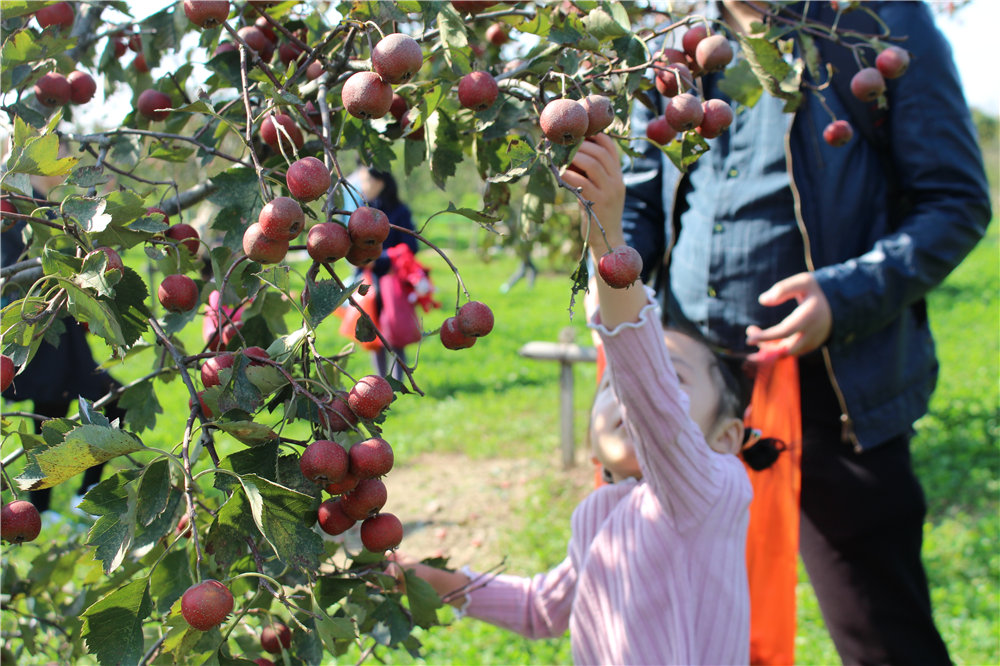 Orchard