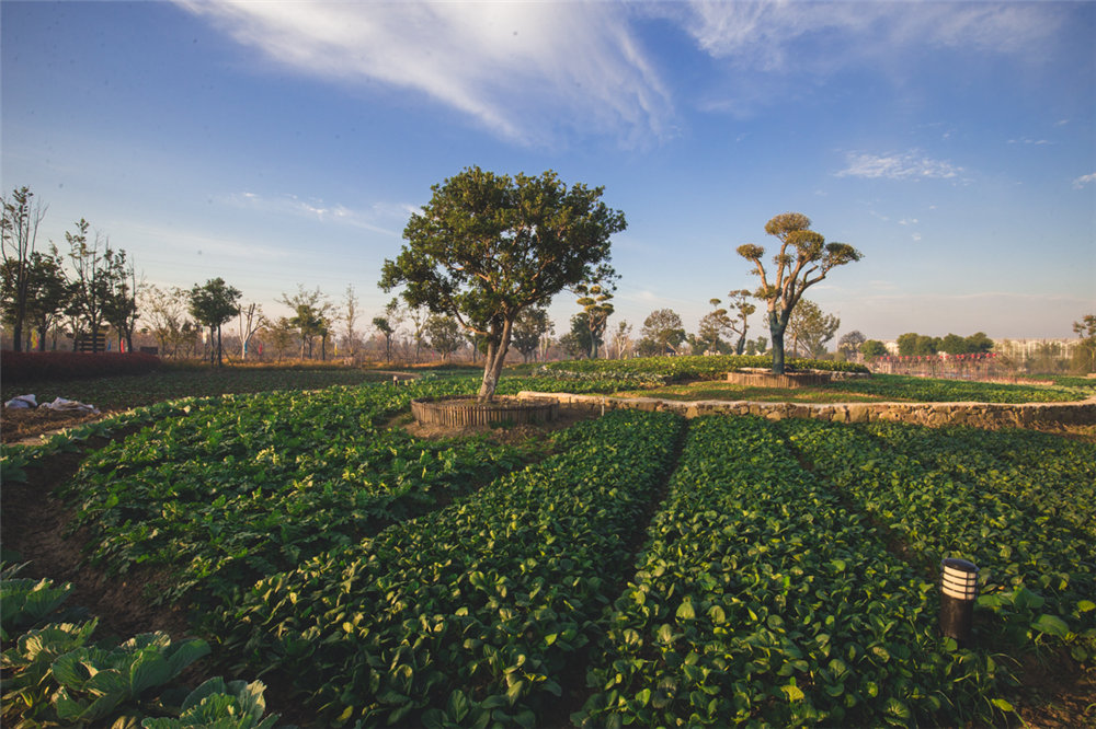Happy farm