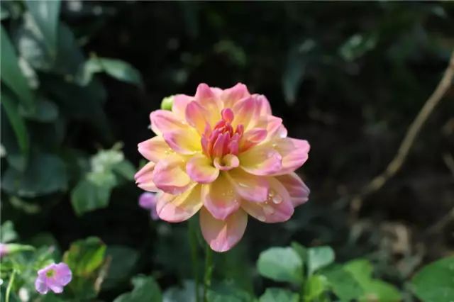 一家兩人三餐四季，萬水千山百花十里?！覙窞成鷳B(tài)農(nóng)業(yè)示范園