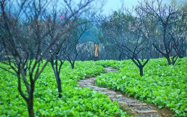 嬉樂灣景點篇——百花重現(xiàn)，開心農(nóng)場。