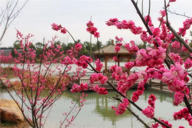 一花獨(dú)放不是春，百花齊放春滿(mǎn)園—嬉樂(lè)灣生態(tài)農(nóng)業(yè)示范園