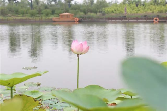 荷花綻放，如詩(shī)如畫—嬉樂灣生態(tài)農(nóng)業(yè)示范園