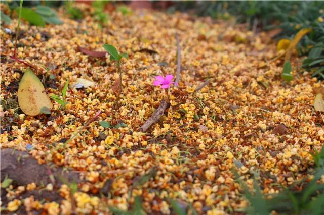金秋十月，果桂飄香—嬉樂灣生態(tài)農(nóng)業(yè)示范園